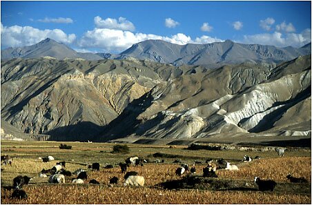 Sheep graze in the late afternoon sun at Lo Manthang