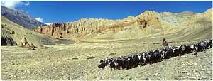 Goat herd - near Chele